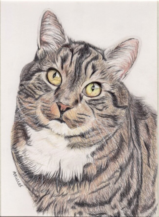 cat
